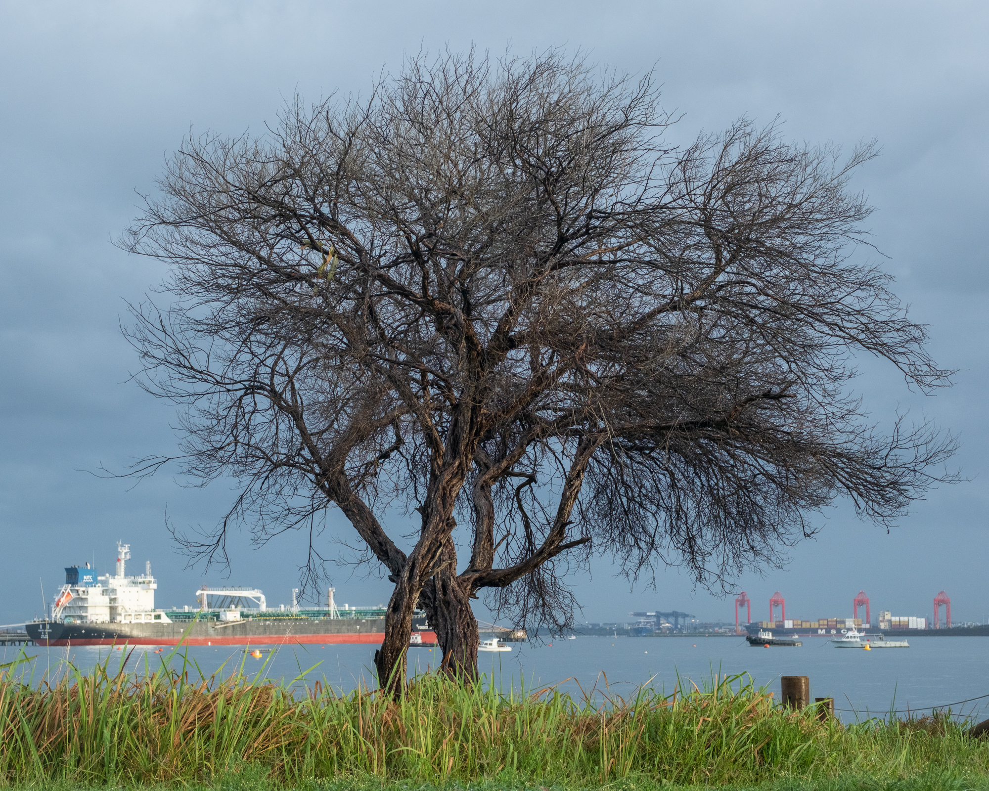 Dead tree in coastal grass, Kurnell