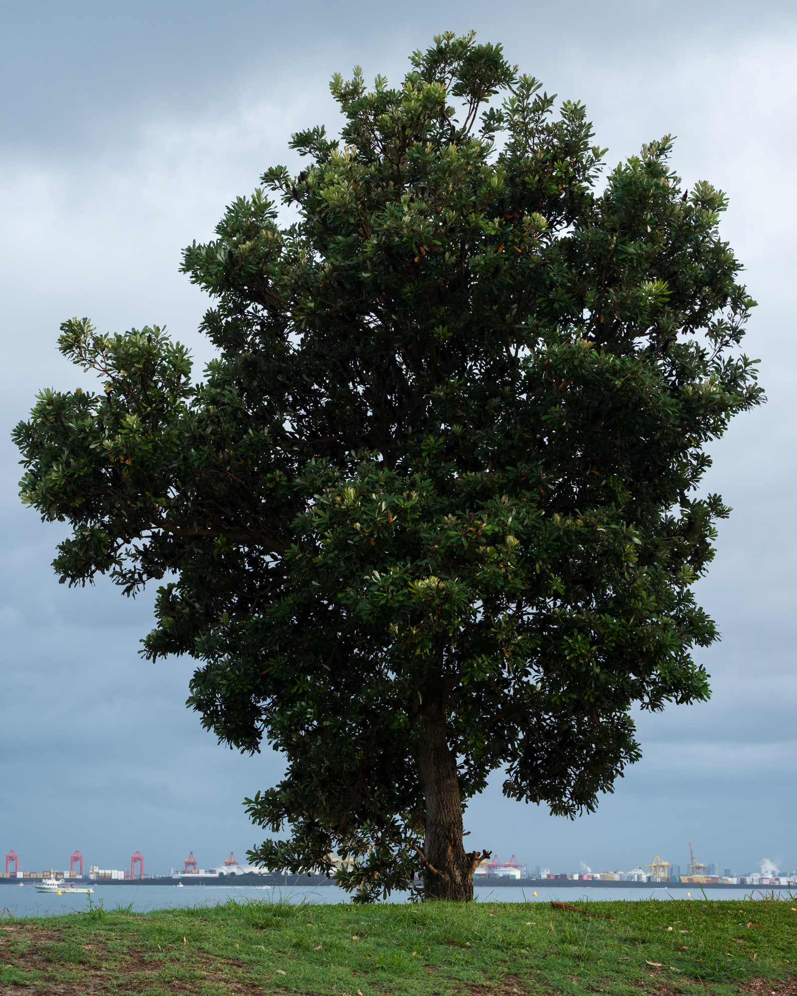 Mature tree, industrial skyline, Kurnell