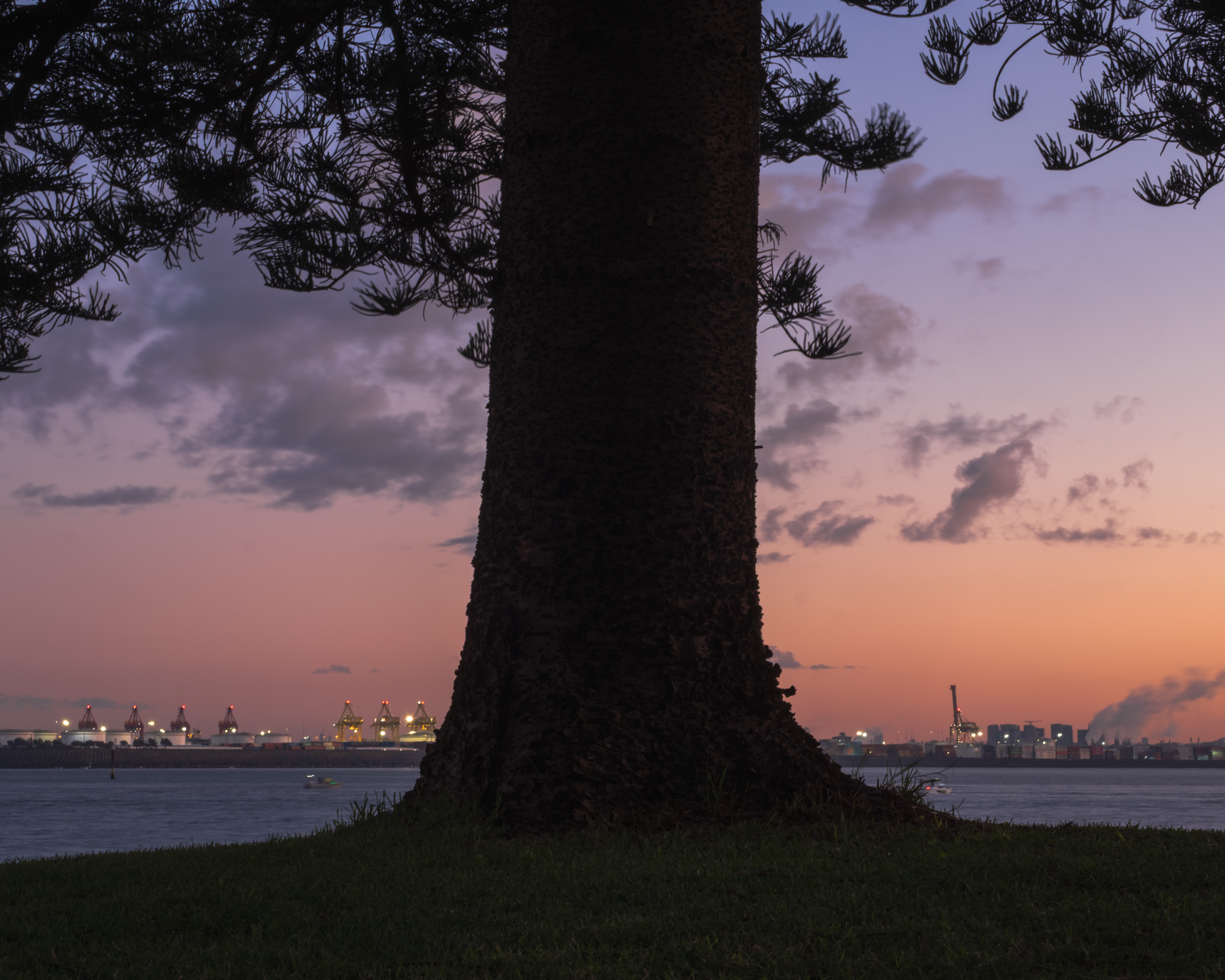Silhouetted trunk at evening, Kurnell