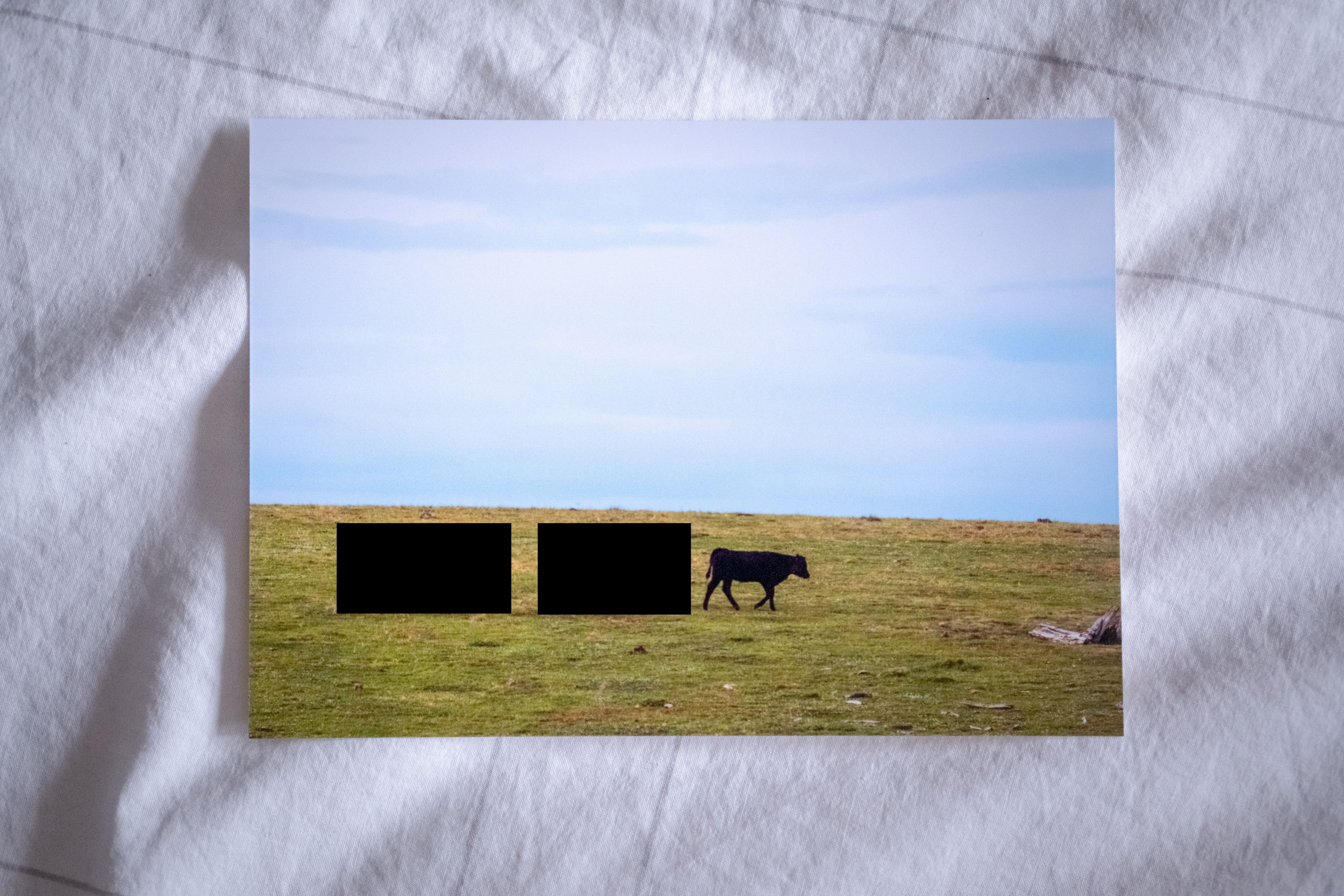 Bovine animal, open pasture